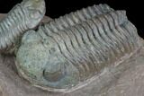 Triple Austerops Trilobite - Jorf, Morocco #95483-10